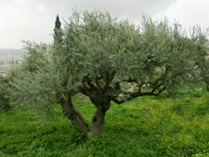 Olivenbaum aus dem Garten Getsemani