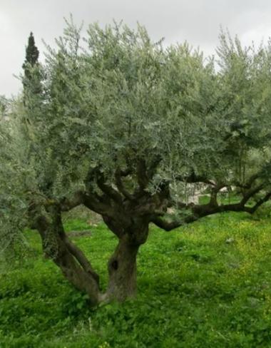 Olivenbaum aus dem Garten Getsemani