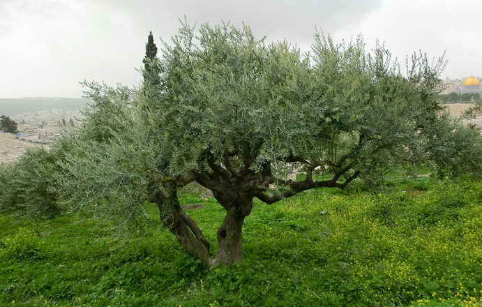 Olivenbaum aus dem Garten Getsemani